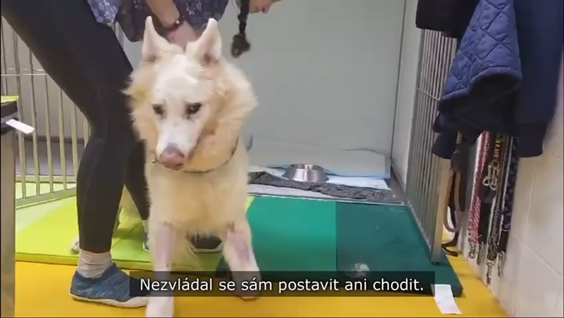 Artuš
